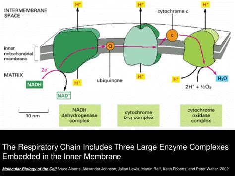 mitochondrial respiratory chain ppt|Mitochondria and respiratory chains .